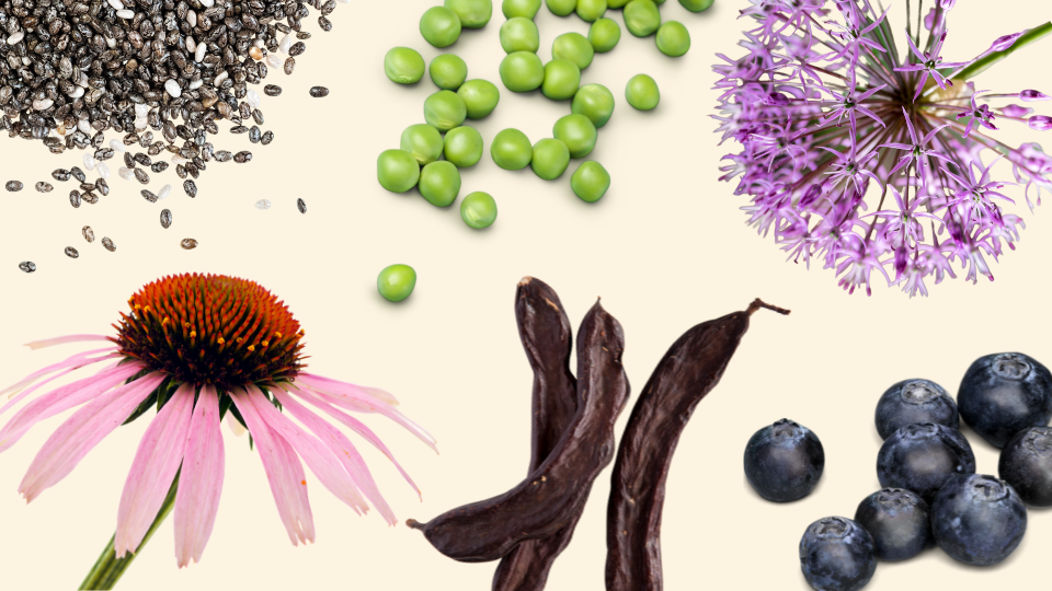 goode health ingredients over beige background