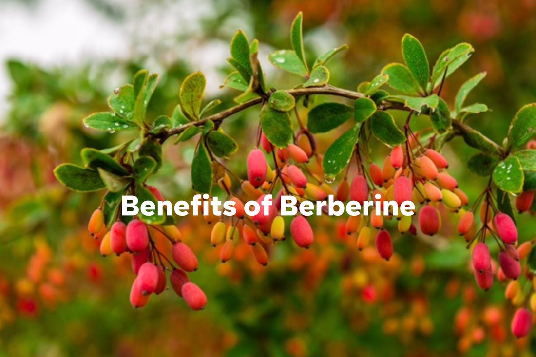 Berberine: This Plant-Based Supplement Has Many Benefits