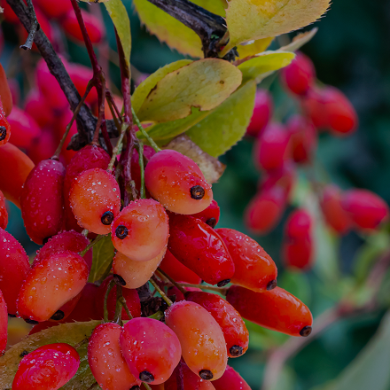 Berberine plant, ingredient in Goode Health