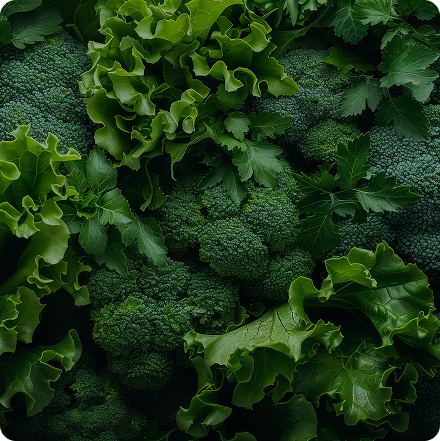 Close-up of green leafy vegetables including broccoli and lettuce.