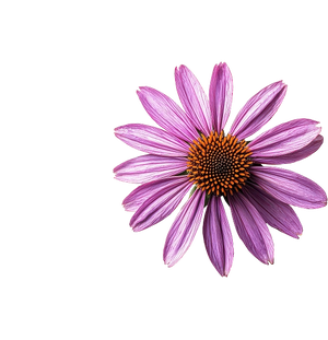 Echinacea