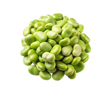Fava Bean