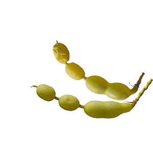 Isoquercetin