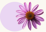 Echinacea