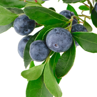 Billberry, ingredient in Goode health