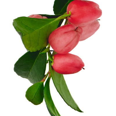 Berberine, ingredient in Goode health